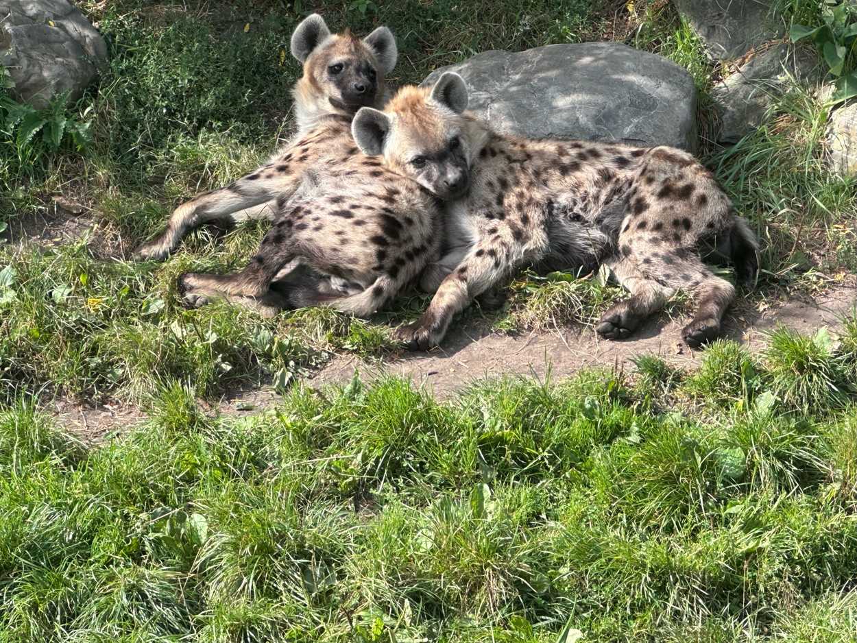 de dierentuin in Rotterdam