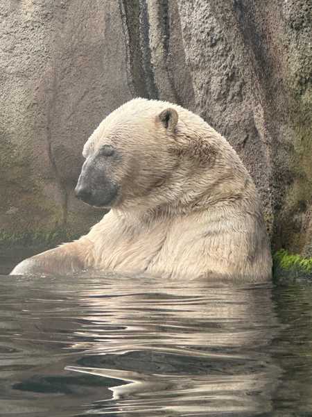 ijsbeer dierentuin in rotterdam