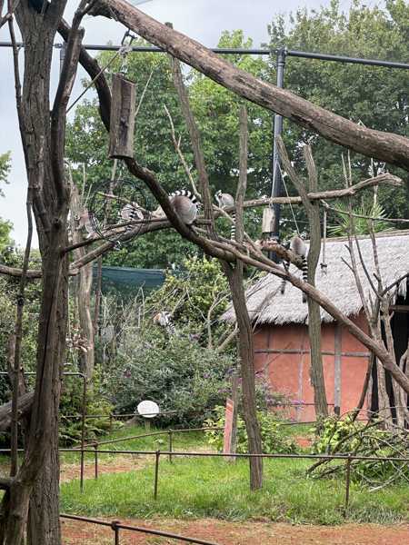 dierentuin in rotterdam met staartmakaki's