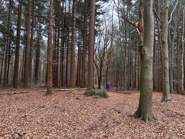 Goois Natuurreservaat Zwarte Berg